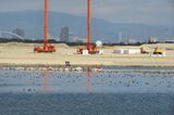 2020年11月の撮影時、ホシハジロなどが水辺で羽を休めていた。後ろにペーパードレーンを打ち込む工事用機械が見える（提供：大阪自然環境保全協会）