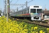 菜の花咲く池ノ上駅付近の築堤をレインボーカラーの電車が走る（撮影：南正時）