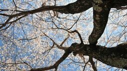 朝ドラ《ブラッサム》｢父の死がうれしかった｣涙を流しながらも15歳の宇野千代が抱いた"正直な思い"