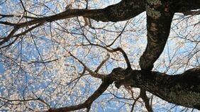 朝ドラ《ブラッサム》｢父の死がうれしかった｣涙を流しながらも15歳の宇野千代が抱いた"正直な思い"