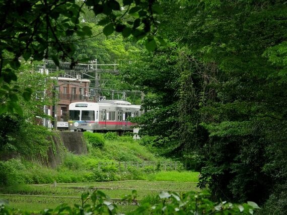 ケルネル田んぼ 梅雨