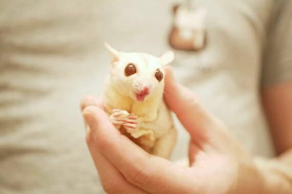 チャナちゃん