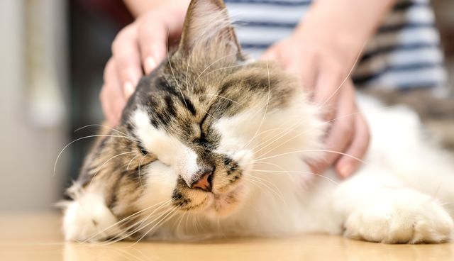 高くても惜しくない 猫好きの買い物事情 ウリバの見方 実録 売り場見学ガイド 東洋経済オンライン 社会をよくする経済ニュース