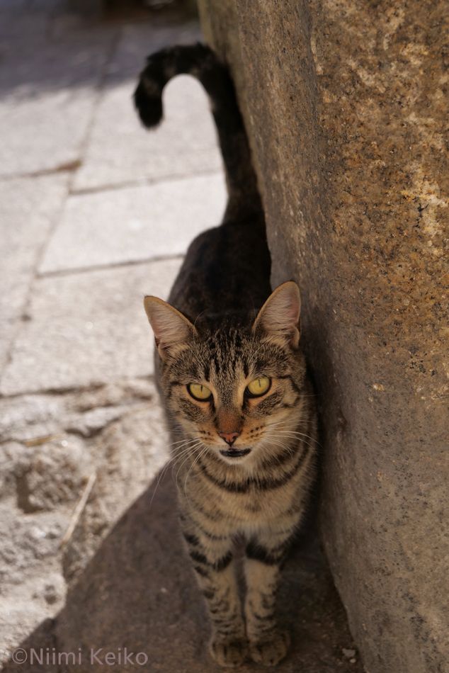 鳩の捕獲に失敗した猫（p.3）は、こんなにハンサム