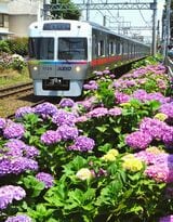 浜田山駅付近のアジサイとレインボーカラーの電車（撮影：南正時）