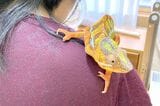 家族の肩に乗ってゴキゲンで明るくなるカメレオン（写真提供：山村さん）