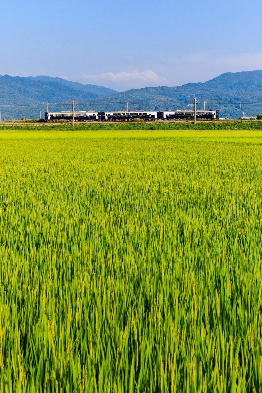 米どころ・新潟。田んぼの中を走る信越本線の観光列車「越乃Shu＊Kura」（撮影：鼠入昌史）