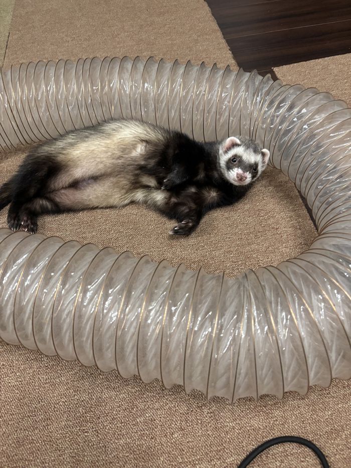 巣穴に入りこむ習性から、長いトンネルの遊具をくぐって遊ぶのが好き（写真提供：ミキさん）