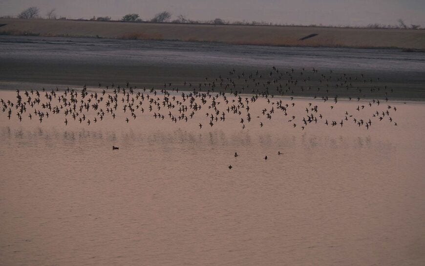 2022年4月に夢洲の万博会場予定地で撮影されたハマシギの群れ（提供：日本野鳥の会大阪支部長、納家仁さんが撮影）