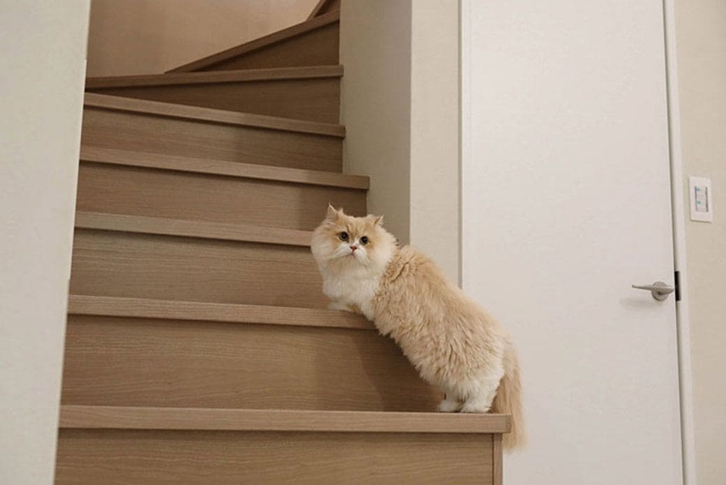階段をのぼる猫