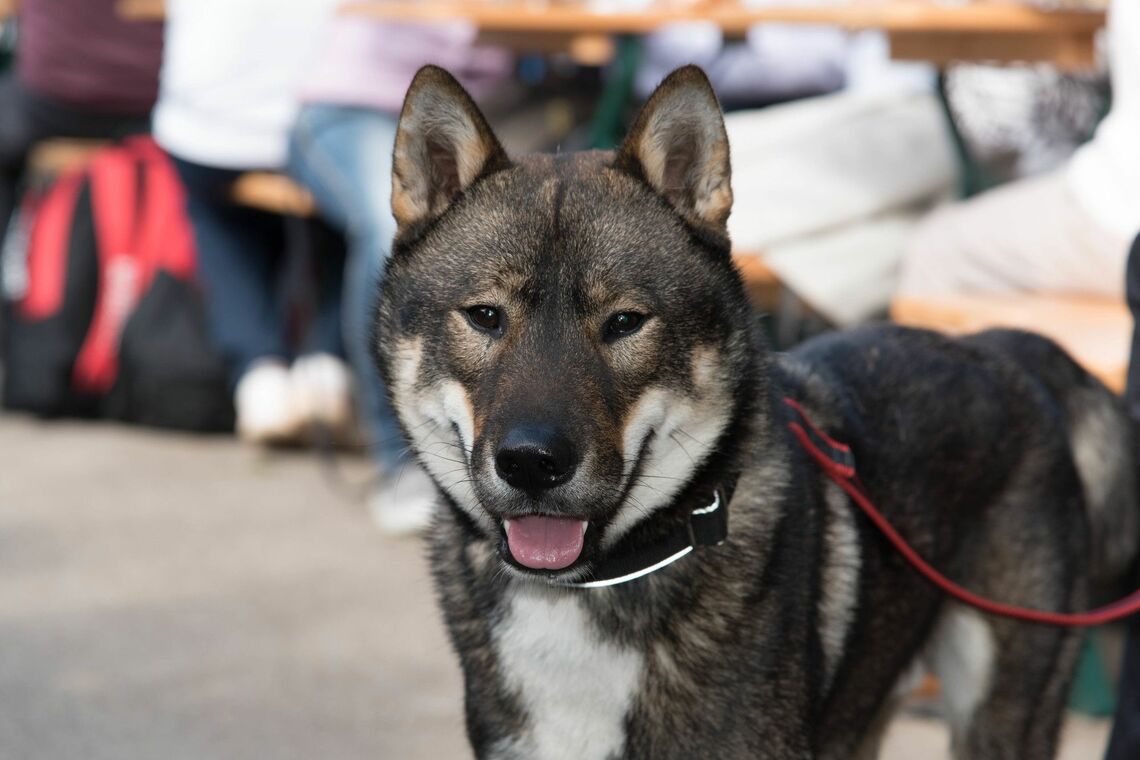 四国犬（写真：anahtiris／PIXTA）※今回、事故を起こした犬ではありません