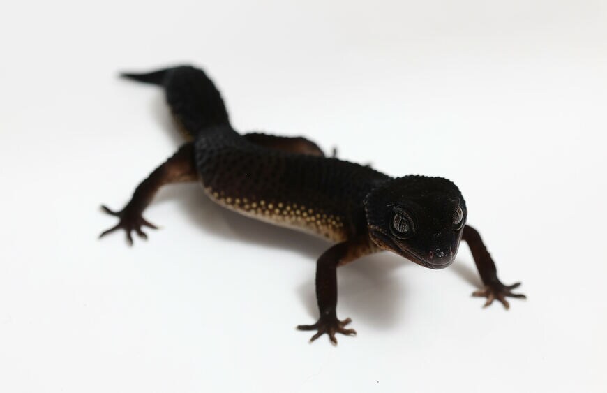 ヒョウモントカゲモドキ（ブラックナイト）②（撮影：尾形文繁／撮影協力：LUCK UP Reptiles）