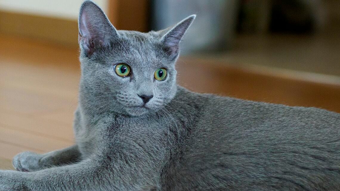 ネコ