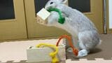 ウサギ用の知育玩具に挑戦するぽぽちゃん（写真提供：やすさん）
