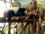 成都ジャイアントパンダ繁殖研究基地のパンダ（写真：筆者撮影）
