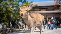 ｢日テレの報道はやらせだ｣｢高市潰しの印象操作｣と炎上…《外国人による奈良公園のシカ暴行》をめぐる"不毛な論争"がくり返されるワケ