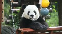「パンダ見たいなら中国に来るべき」との声も…。返還続く《日本暮らしのパンダ》。私たちの愛する｢白黒のモフモフ｣は、いつ日本に戻るのか？