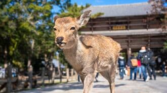 ｢奈良のシカ暴行｣不毛な論争がくり返されるワケ