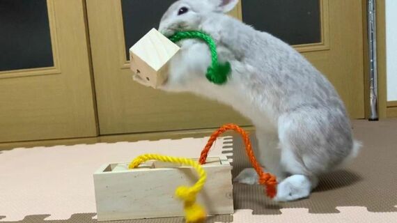 ウサギ用の知育玩具に挑戦するぽぽちゃん