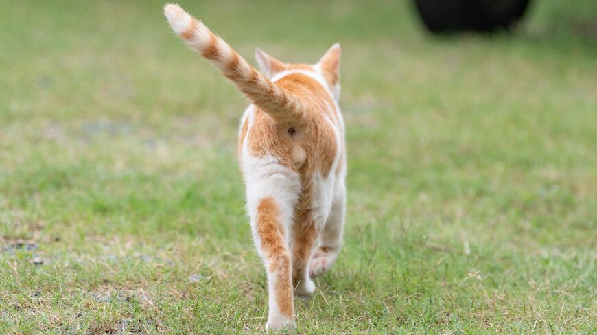 ネコの外飼いで後悔した飼い主さんの話です（写真：らい／PIXTA）