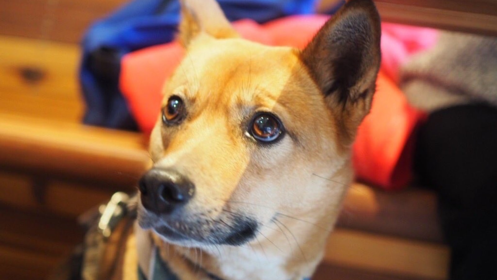 保護犬 2匹の里親になった彼女が見た輪郭 ペット 東洋経済オンライン 経済ニュースの新基準