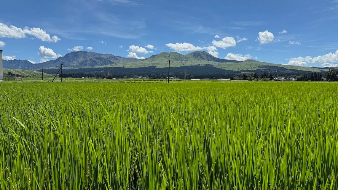 阿蘇山のふもとに水田が広がる風景