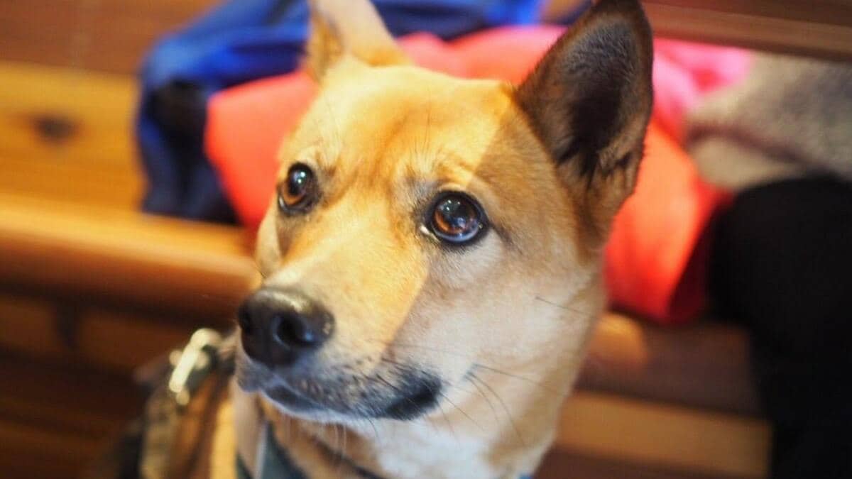 保護犬 2匹の里親になった彼女が見た輪郭 ペット 東洋経済オンライン 社会をよくする経済ニュース