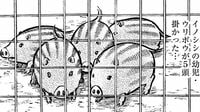 イノシシの子5匹で7万5000円！捕獲した人の実際 漫画｢ボクらはみんな生きてゆく！｣（第39話）