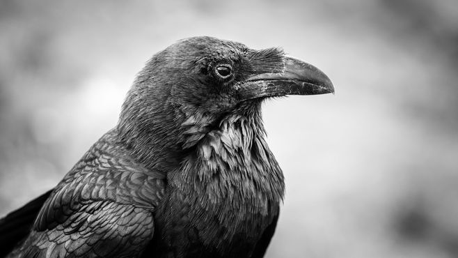 あんないるのに｢カラス｣の死骸を見ないワケ