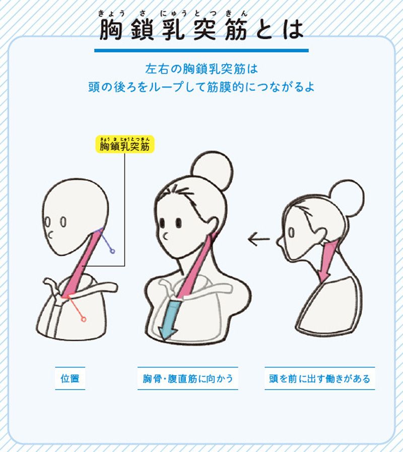 （画像：『世界一わかりやすい 筋肉のつながり図鑑セルフケア編』より）