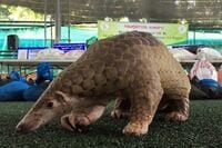｢センザンコウ｣､中国でウロコ11トン押収 2万匹分以上に相当