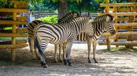 動物園｢肉食より草食獣のほうが事故起きる｣なぜ