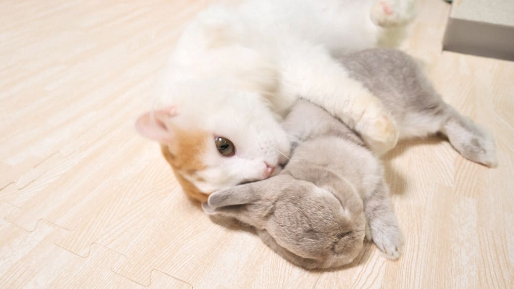 画像 | ｢半年かけて徐々にならした｣《猫とウサギ》天敵となりうる2匹が