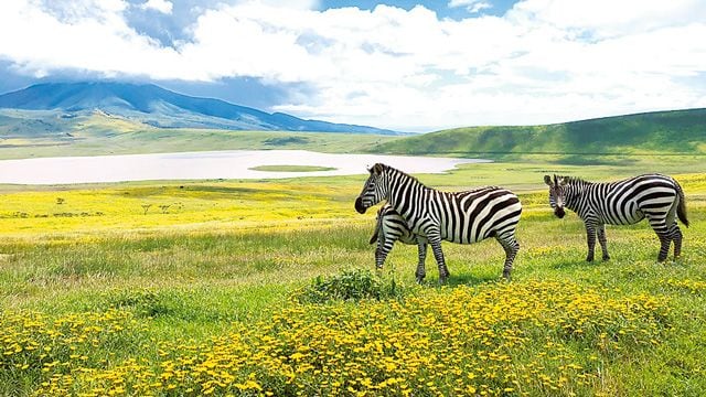 大型連休に格安でサファリツアーへ