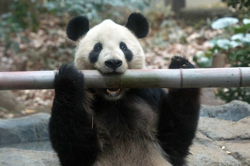 リーリー。2015年12月23日撮影（写真：高氏さん提供）