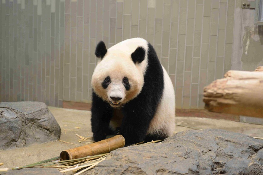 お姉さんになるかもしれないシャンシャン（写真：公益財団法人東京動物園協会）