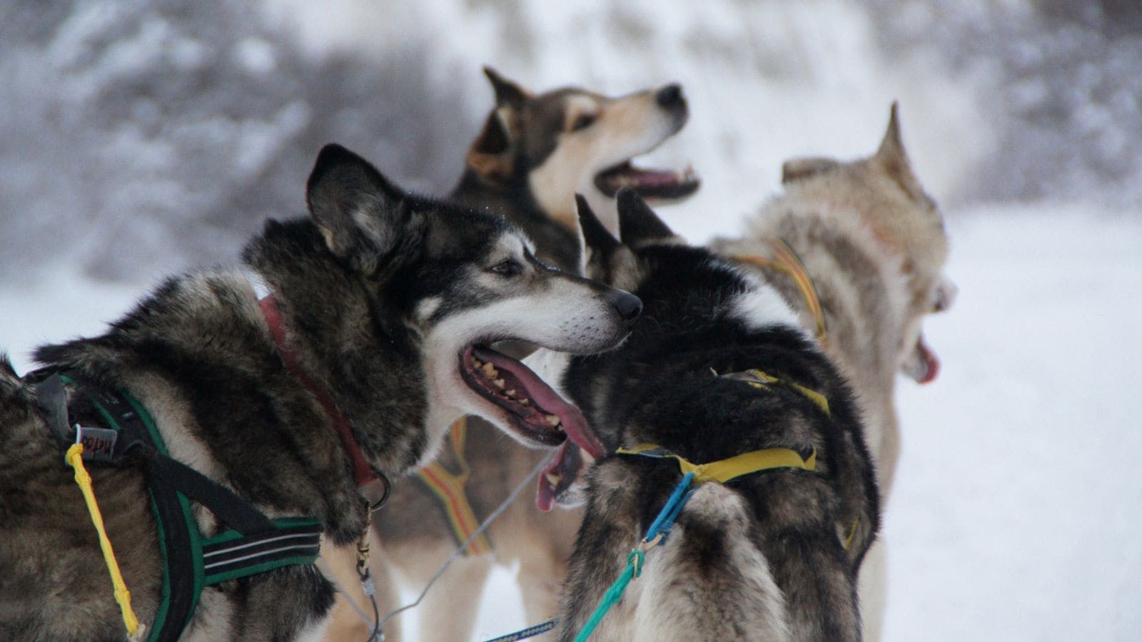 幻の五輪競技 犬ぞりレース を知ってますか リーダーシップ 教養 資格 スキル 東洋経済オンライン 社会をよくする経済ニュース