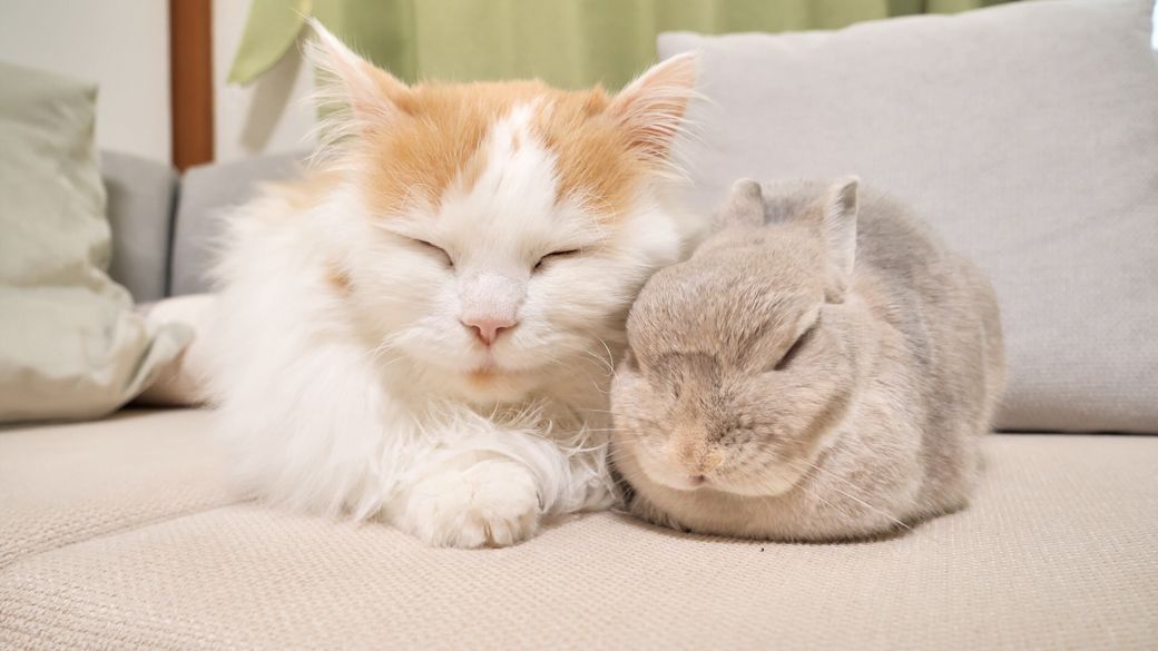 ☆ウサギさんが素敵なシマ猫ちゃんイヤリング☆ ☆ウサギさんが素敵なシマ猫ちゃんイヤリング ウサギさんが素敵なシマ