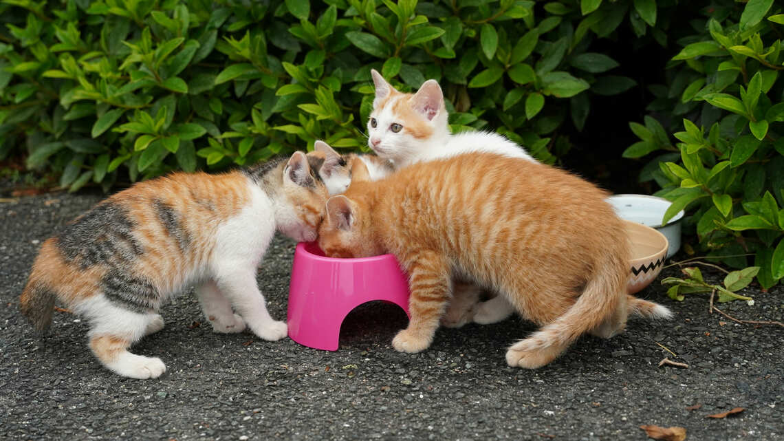 猫の殺処分は犬と比べて約5倍。なぜ猫のほうが多いのでしょうか（写真：maron／PIXTA）