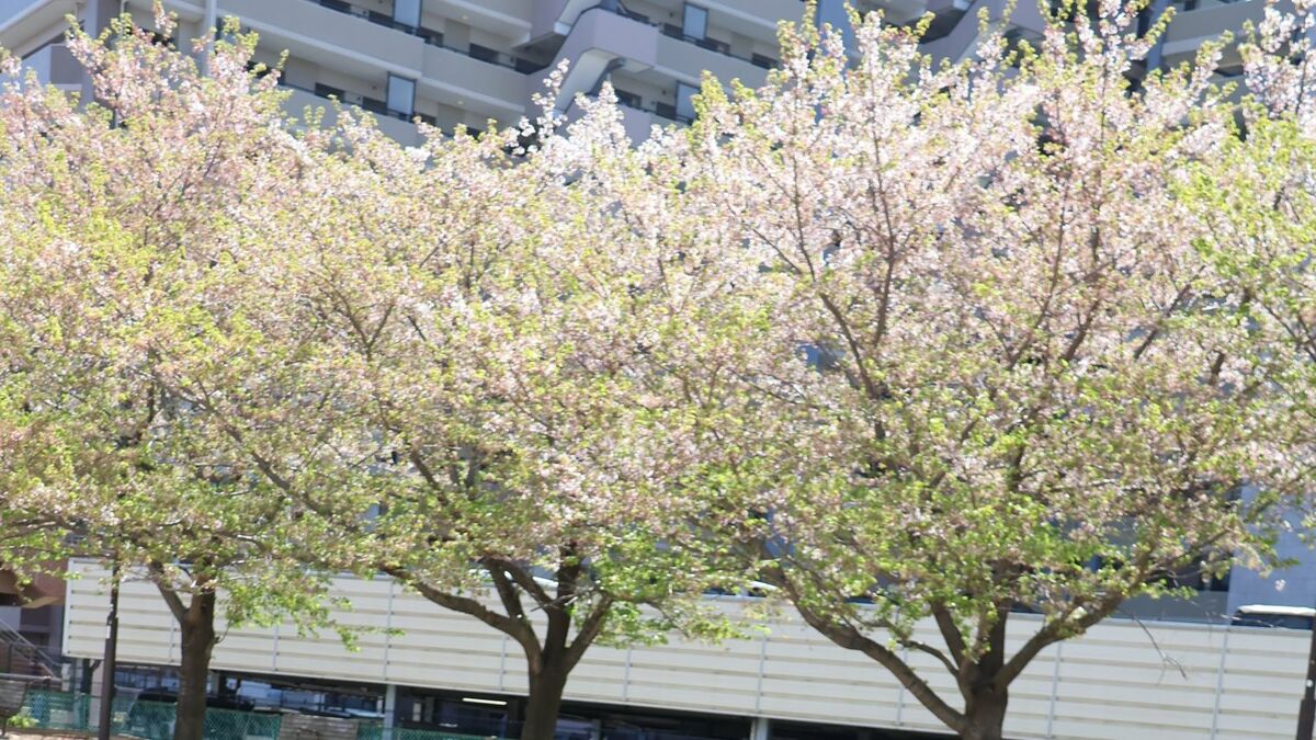 ｢来年もまた桜を一緒に｣全身にがんが転移､病院で"数日の命"と言われた女性がわが家で生きた1カ月…娘と交わした約束 | ライフ | 東洋経済オンライン