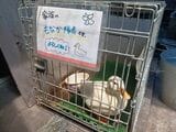 もなか隊長（著者撮影）