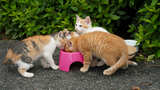 猫の殺処分は犬と比べて約5倍。なぜ猫のほうが多いのでしょうか（写真：maron／PIXTA）