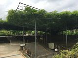 あしかがフラワーパーク