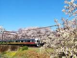 駒場東大前駅付近の桜を横目に走る「レインボーカラー」の電車（撮影：南正時）