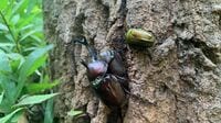 大人ひとり､カブトムシを東京でせっせと探す理由 他人の顔色を気にしない｢ひとりあそび｣の方法