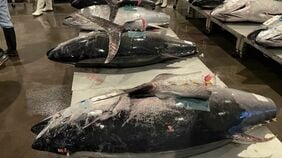 クロマグロ大漁で｢放流はもったいない｣｢もっと獲らせて｣という声もあるが…日本の漁業生産量｢過去最低｣で崩壊寸前の異常な実態