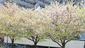 ｢来年もまた桜を一緒に｣全身にがんが転移､病院で"数日の命"と言われた女性がわが家で生きた1カ月…娘と交わした約束