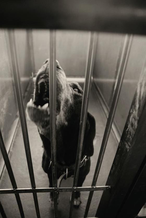 ガス室で命を絶たれる 元飼い犬 たちの叫び ペット 東洋経済オンライン 経済ニュースの新基準