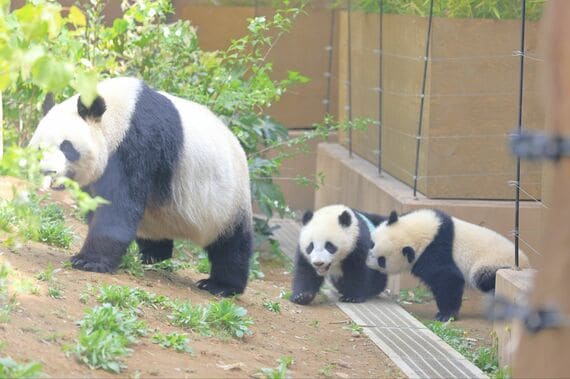 シンシン シャオシャオ レイレイ