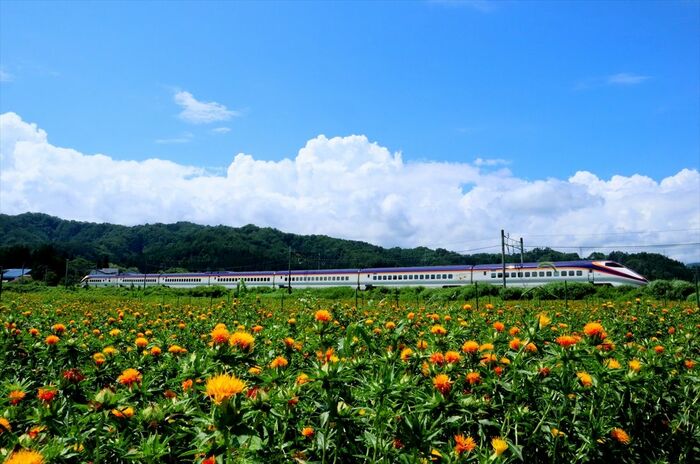 夏空の下咲き誇る紅花とE3系「つばさ」。